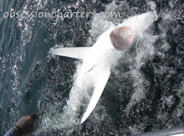5326032f2686e-2012-08-25-shark-bardshark2
